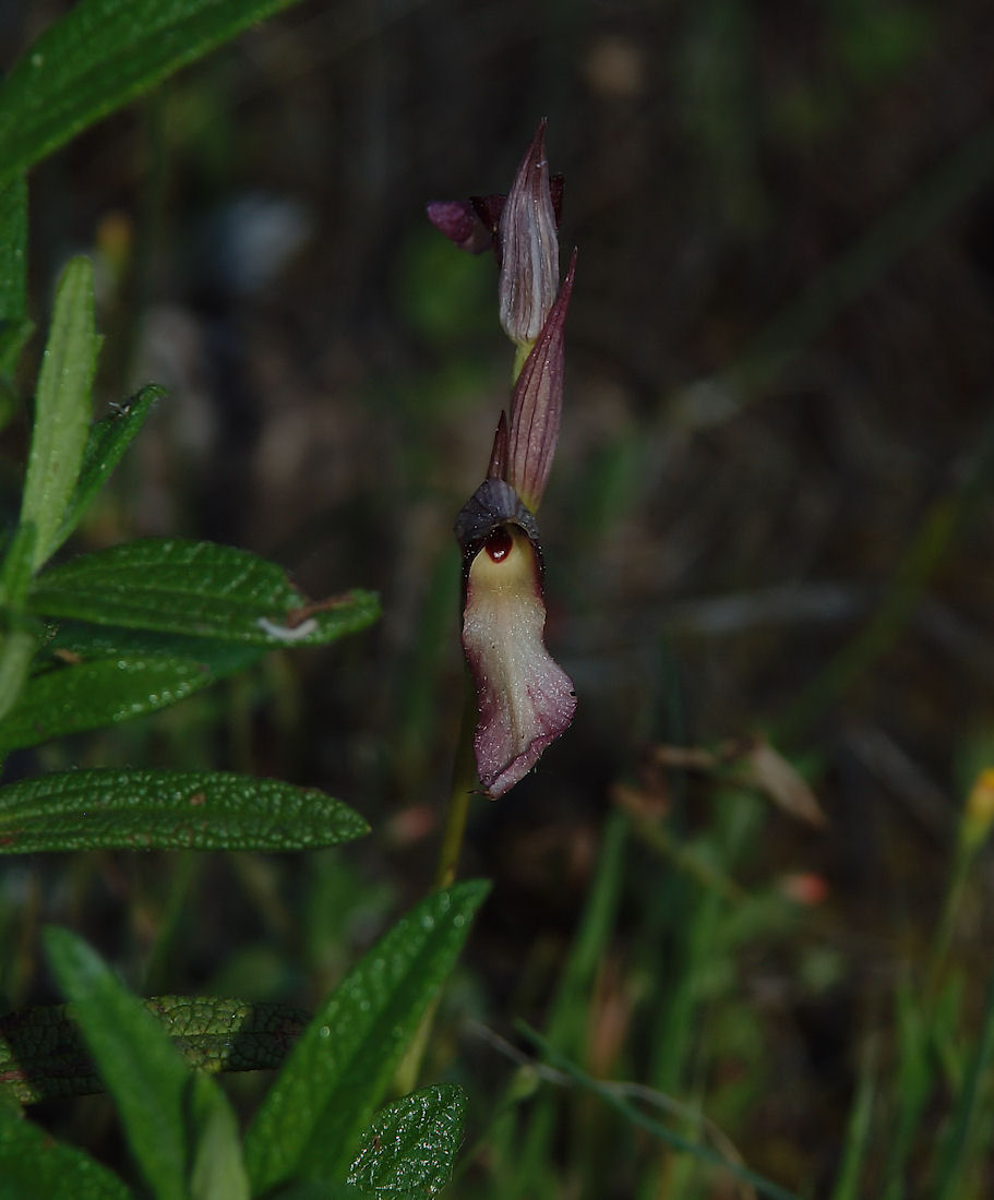 Orchidee nel pisano